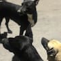 Alrededor de 100 perritos están listos para ser adoptados en Tijuana
