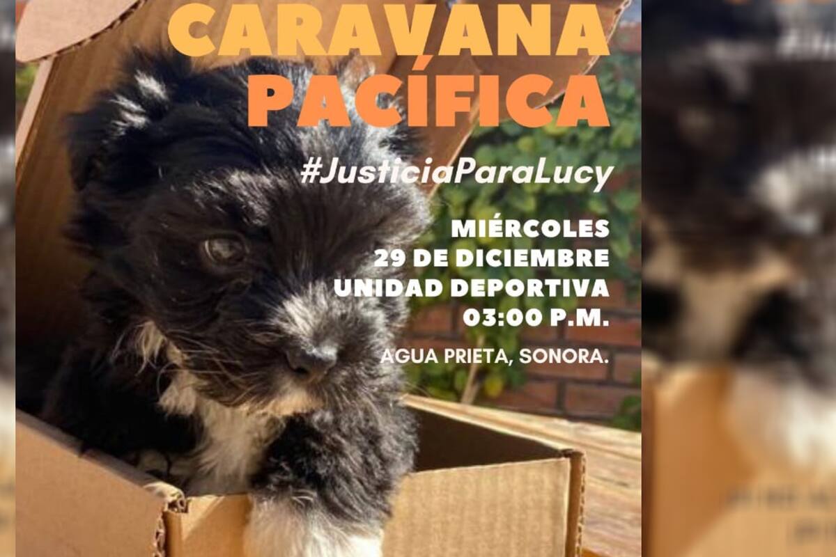 Piden justicia por Lucy, perrita golpeada hasta morir en estética canina de Agua Prieta
