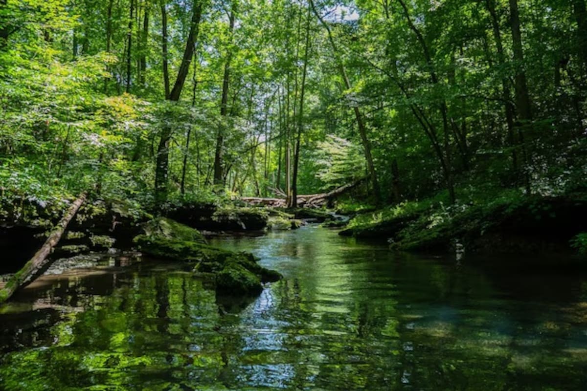 Las plantas pueden “escuchar” el sonido del agua según estudio