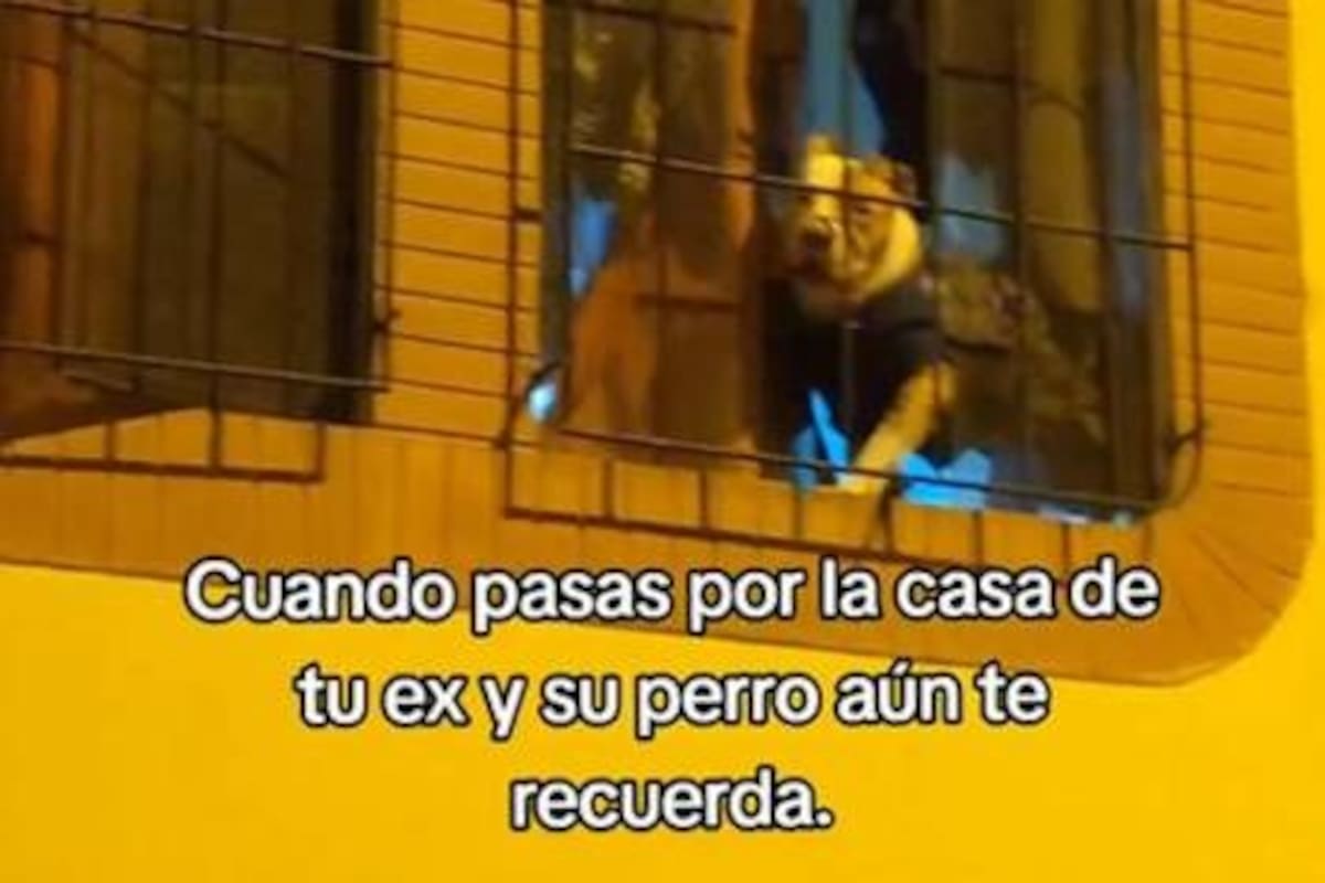 Perro de su ex novia llora al verlo pasar: ‘Perdóname, amigo’