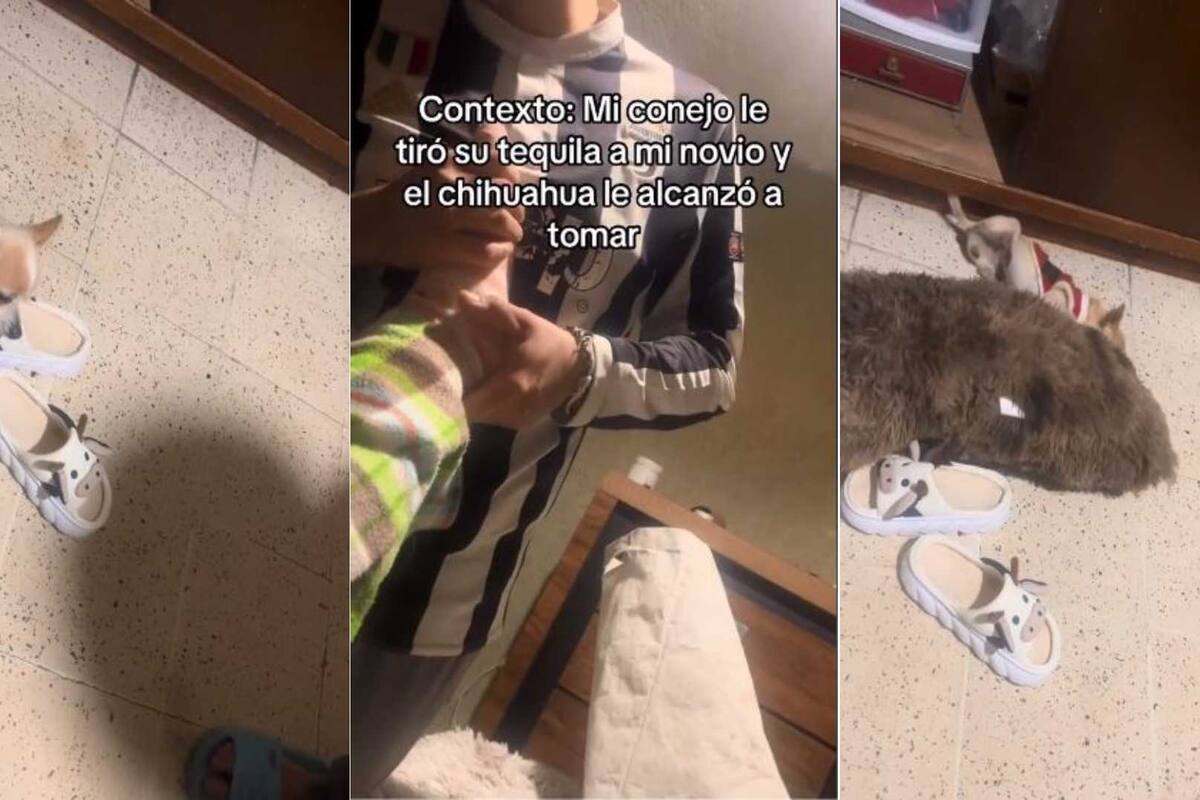VIDEO: Perrita chihuahua ‘se emborracha’ con Tequila y causa indignación