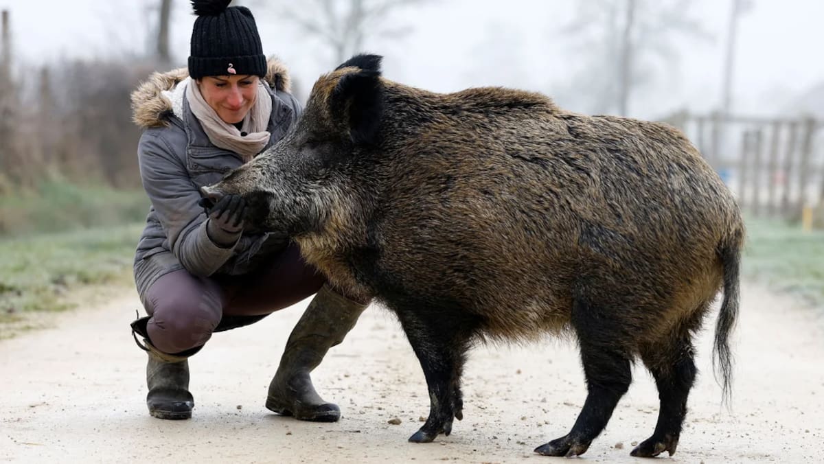 La criadora de caballos francesa Elodie Cappe acaricia a "Rillette". / Reuters