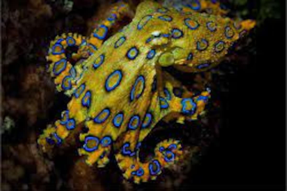 Los 5 animales más venenosos del mundo, según NatGeo
