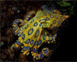 Pulpo de anillos azules
