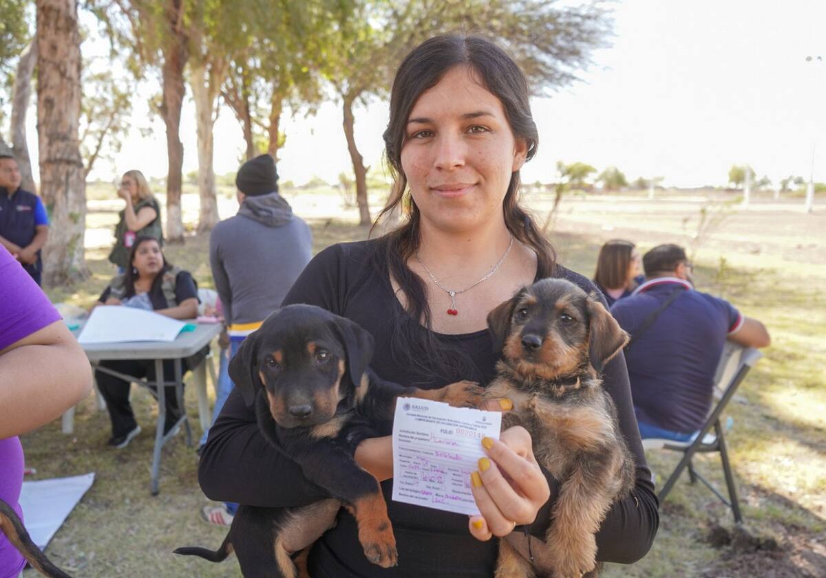 Se esterilizaron quirúrgicamente a 21 mil 085 mascotas por parte de la Secretaria de Salud, entre ellas perros y gatos en Mexicali, Tijuana, Ensenada, San Quintín e Isla de Cedros.