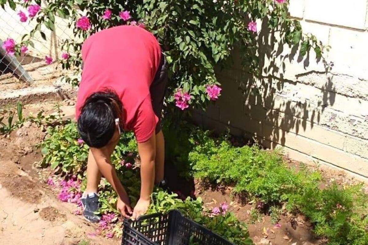 Ya son adultos casi 40% de infractores en Itama Sonora