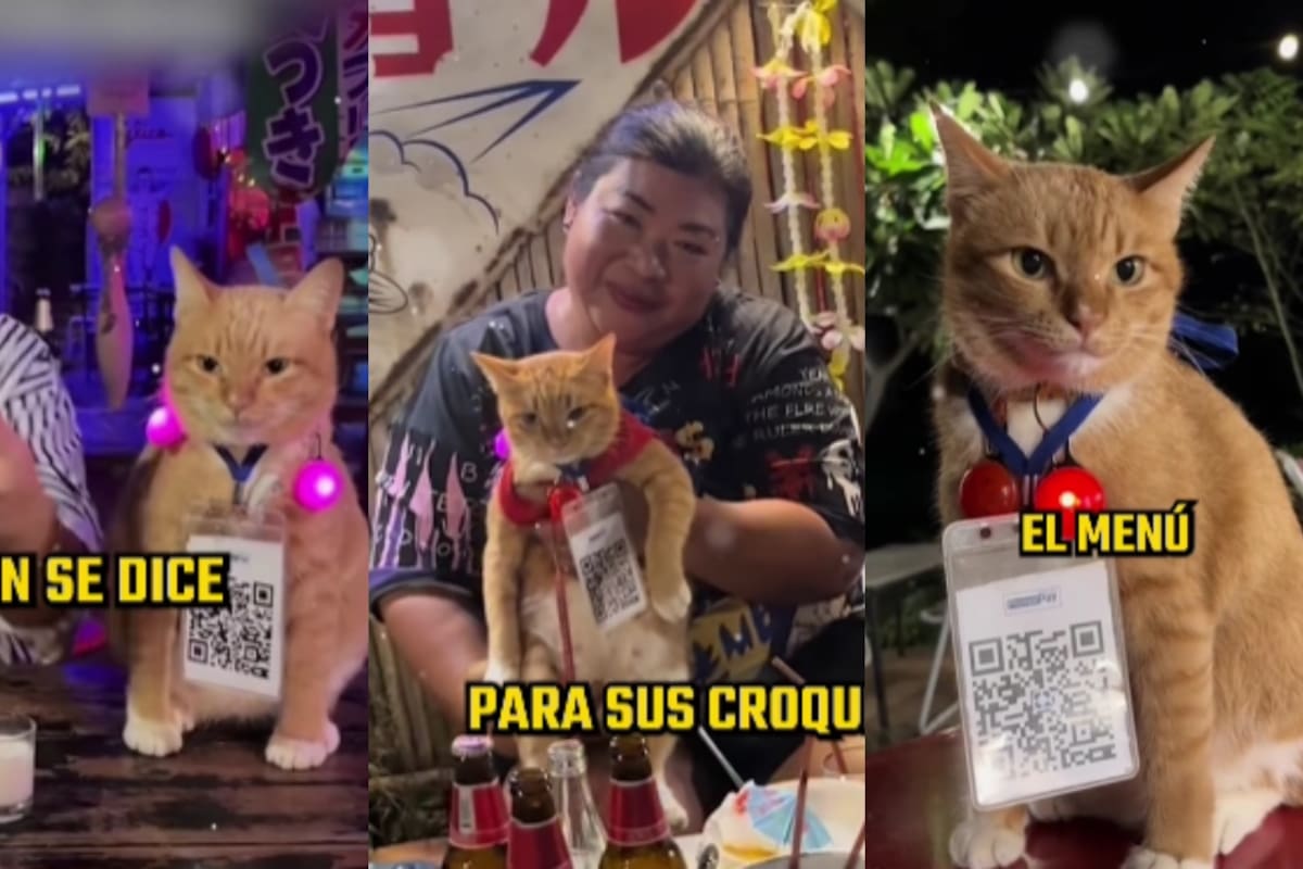 Tony, el gato mesero de Tailandia: ¿Quién es y por qué es el mesero más famoso y viral?