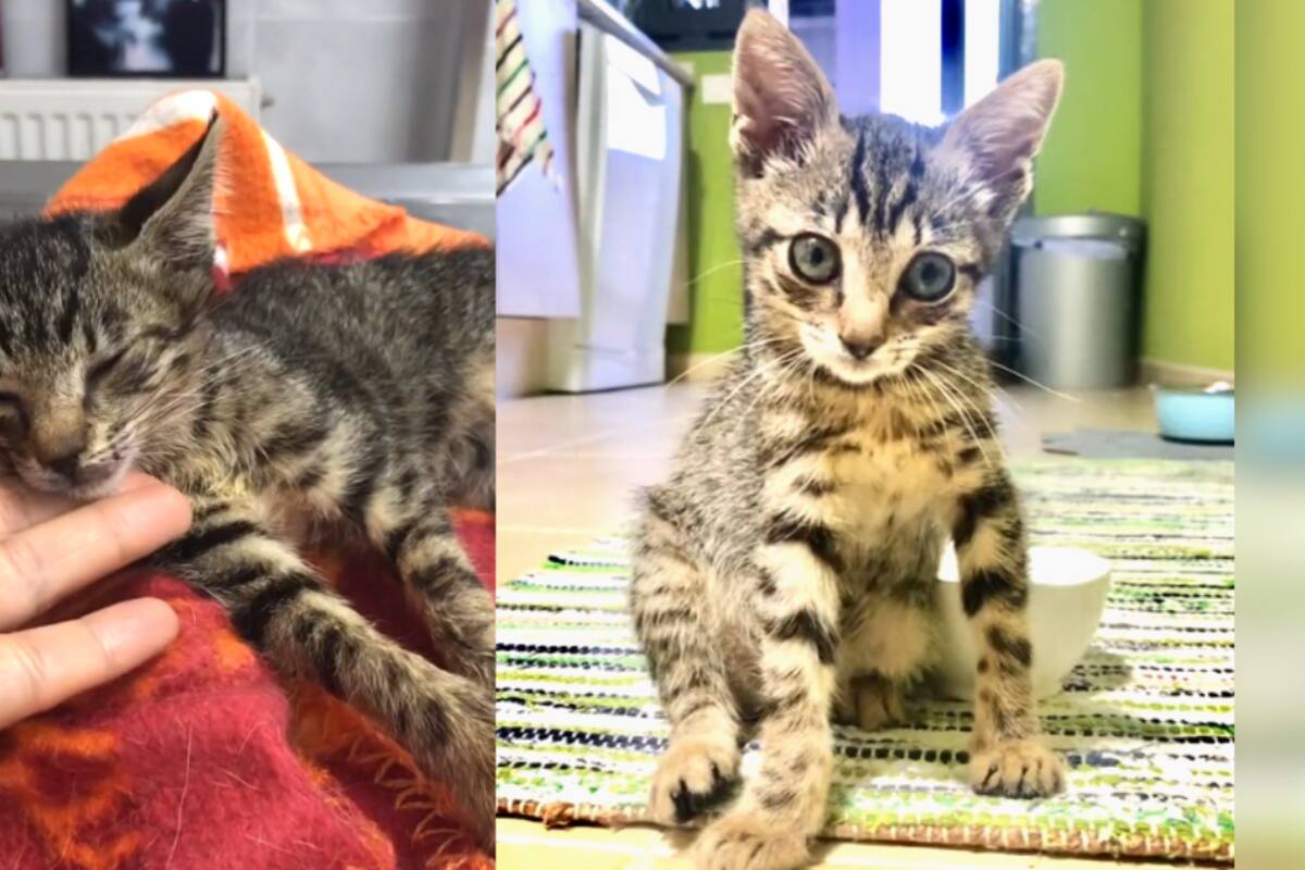 VIRAL: la historia de esta gata con parálisis ha conmovido a miles de internautas