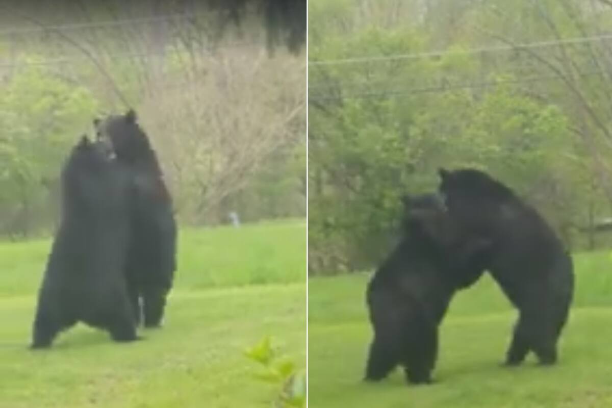 VIDEO: Hombre graba a osos peleando en su patio