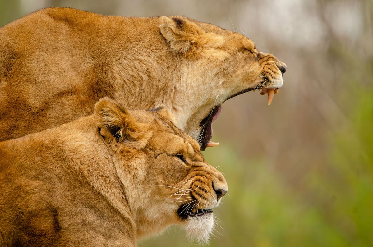 Los problemas comenzaron a mediados de julio, cuando la mayoría de los 16 leones alojados en Tama mostró pérdida de apetito y menor actividad.