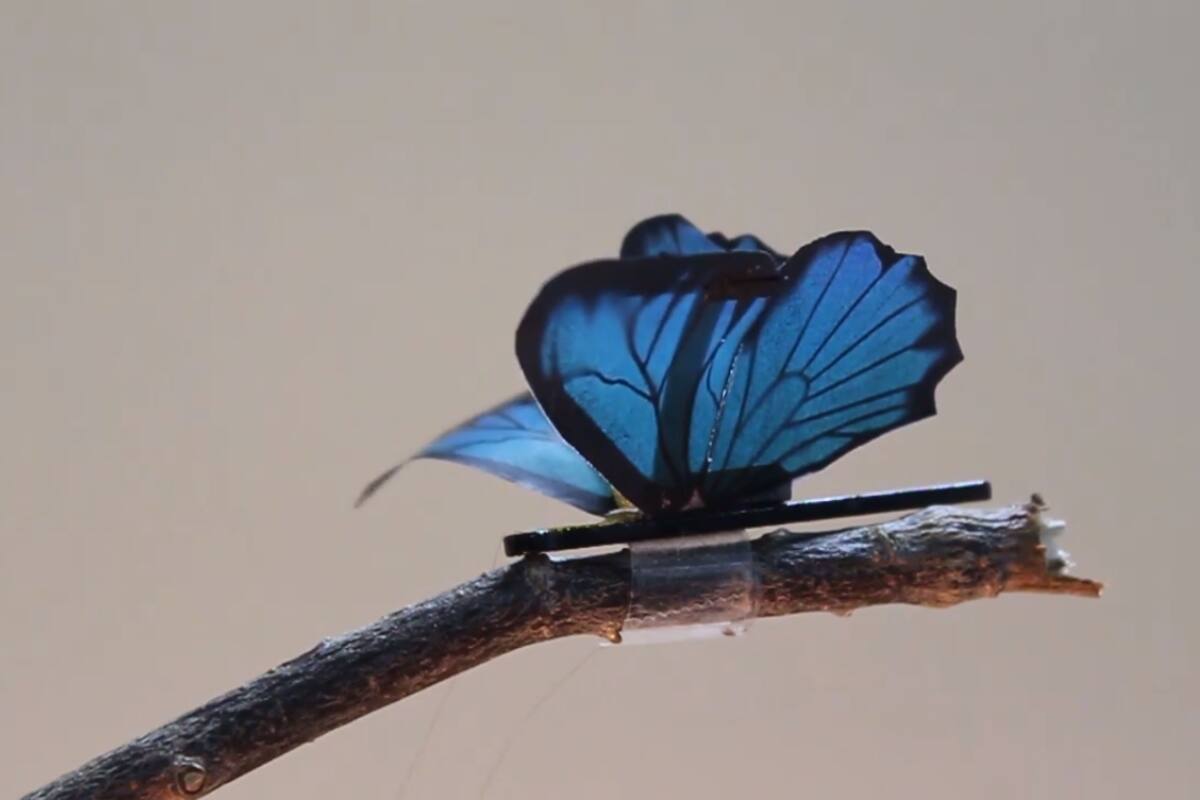 Las mariposas robot muestran lo que pueden hacer los músculos artificiales