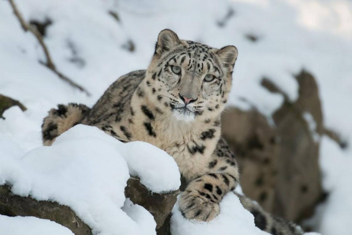 Leopardo de las nieves se toma una selfie