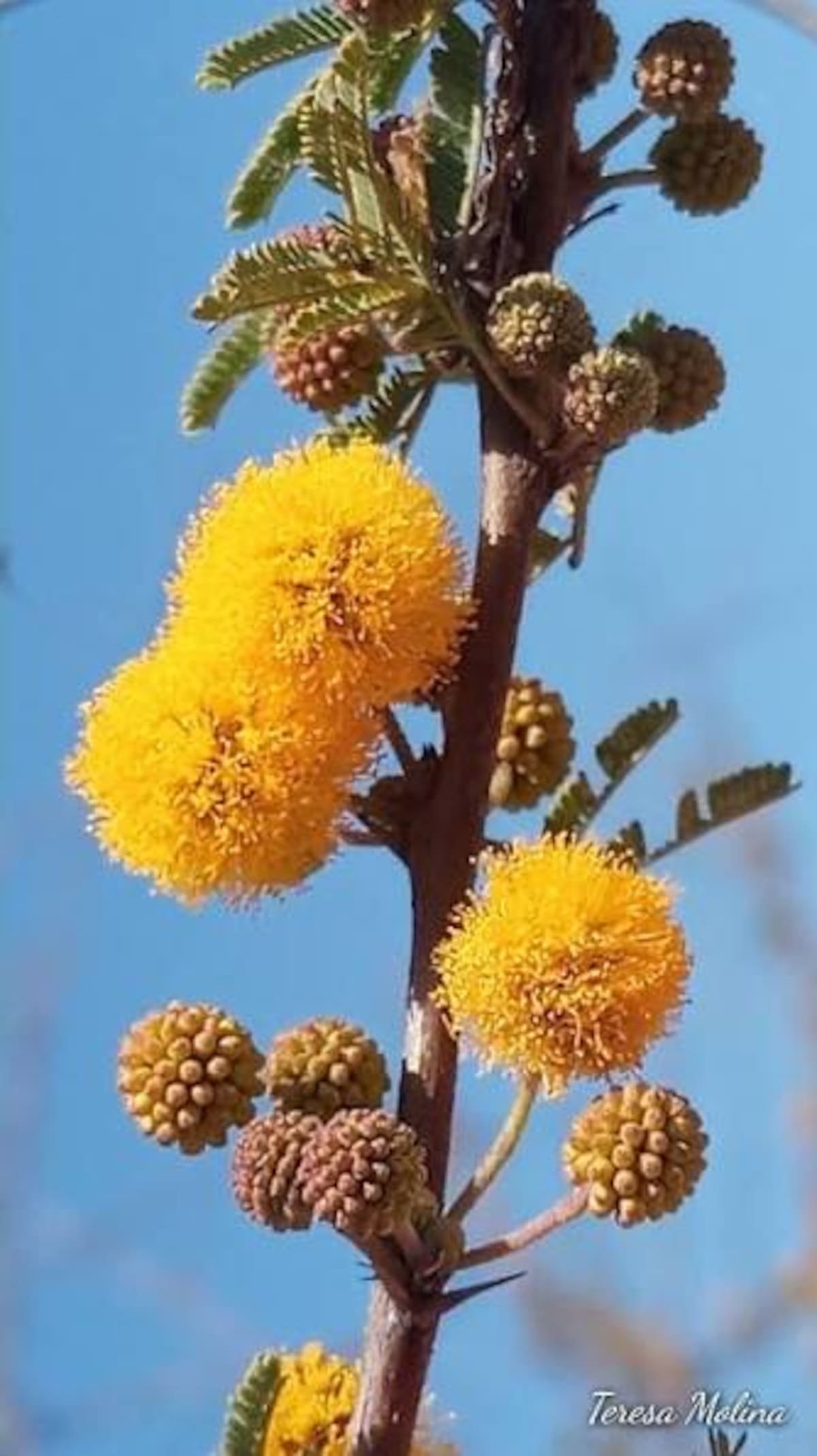 El huizache puede ser una alternativa. Sus flores amarillas l Foto: Cortesía