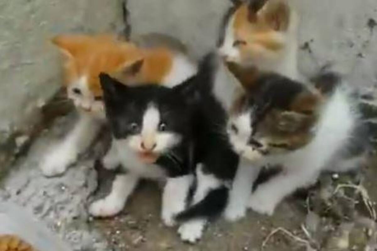 Viral: Gatitos hambrientos causan ternura