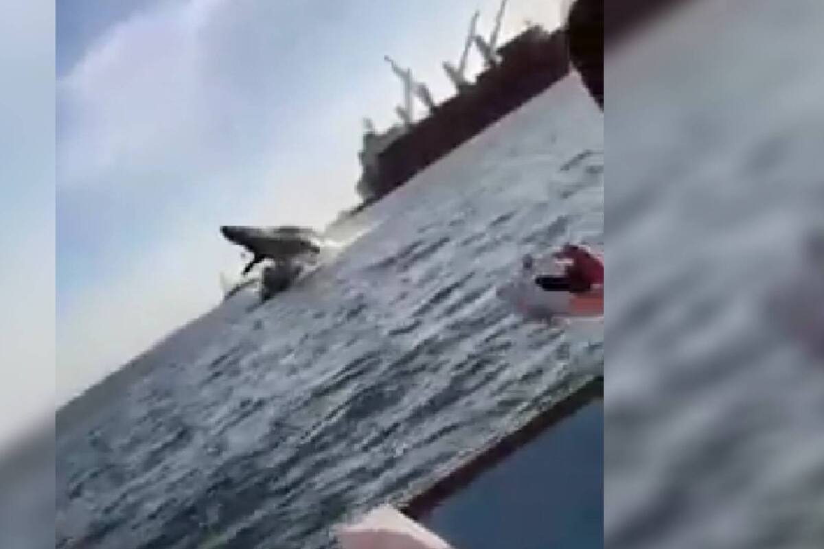 Ballena cae encima de un yate tras saltar fuera del agua; deja 4 lesionados en Sinaloa (VIDEO)