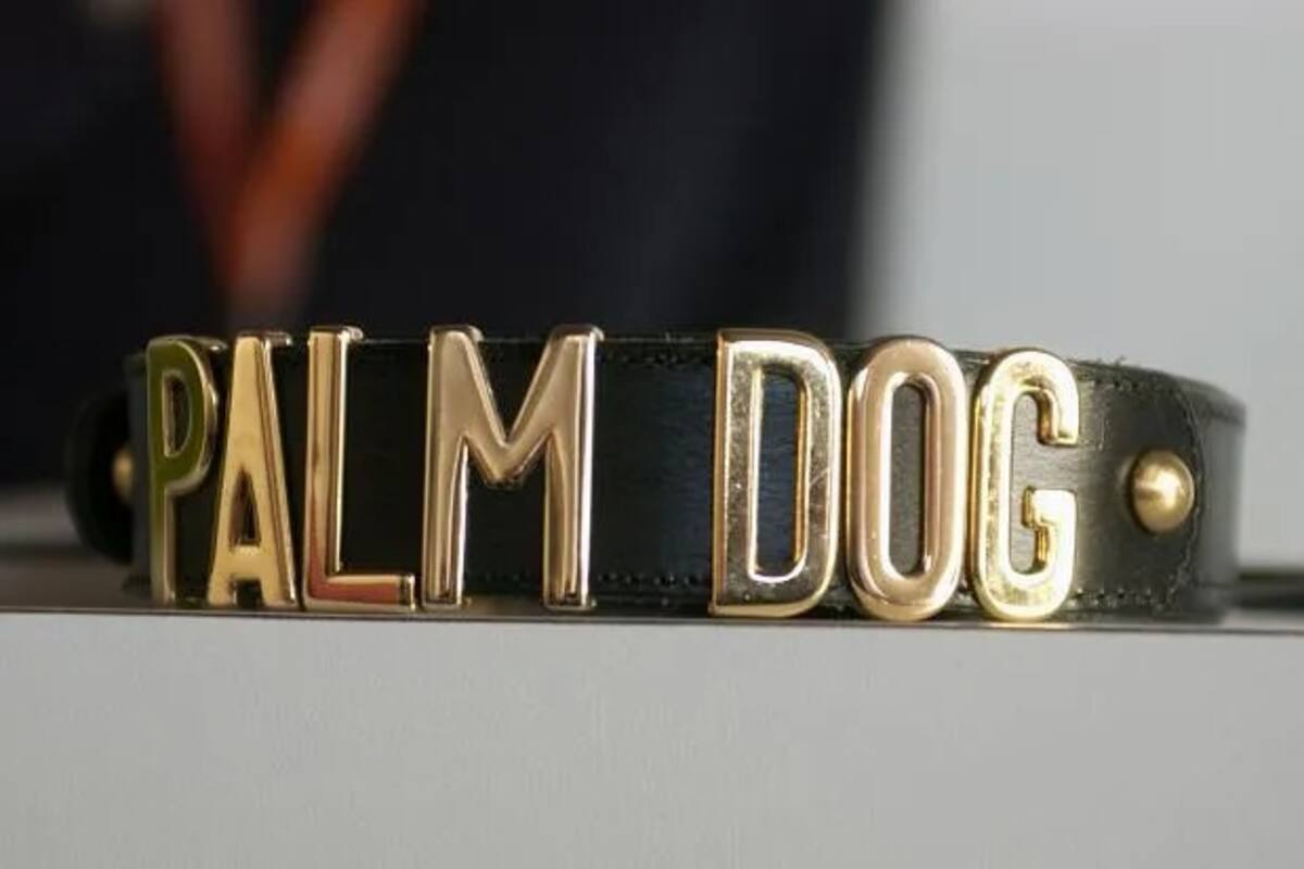 ¿Qué son los Palm Dog?