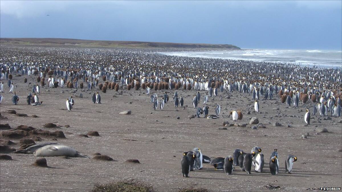 Islas Kerguelen / Foto: Especial