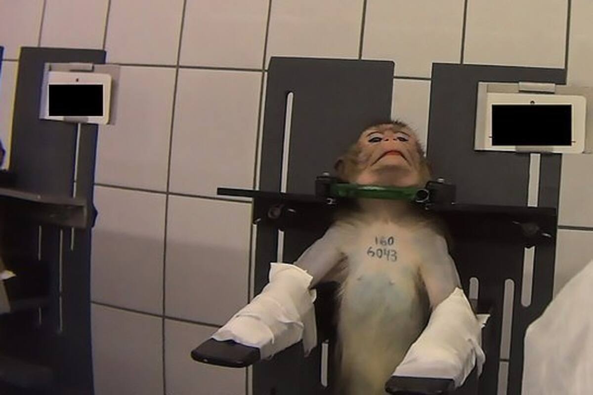 Laboratorio del terror: Así usaban a los animales para hacerles pruebas científicas
