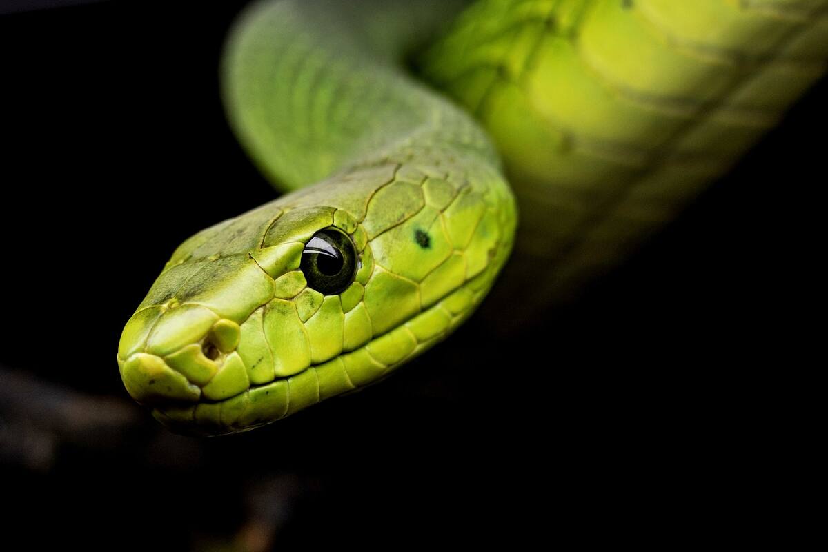¡Tremendo susto!: Joven va al baño y una serpiente le muerde sus partes íntimas