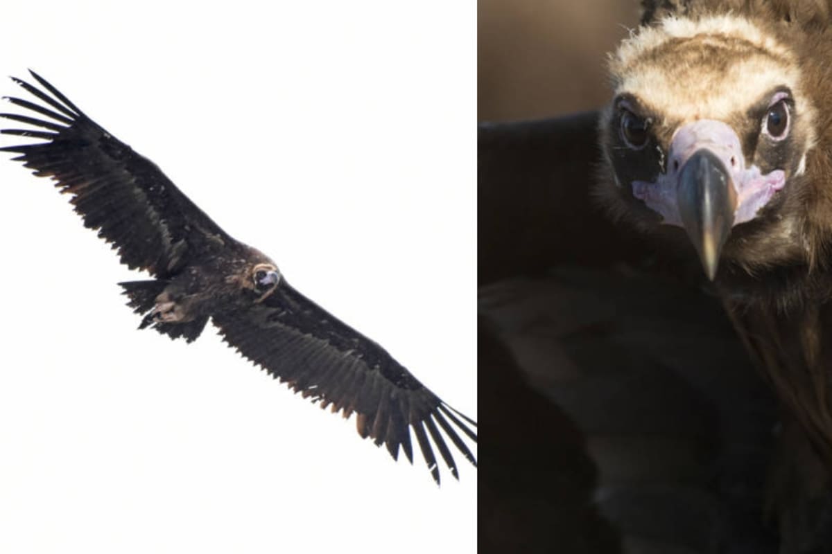 El buitre negro: 5 curiosidades de esta especie de ave, una de las más grandes del mundo en su tipo
