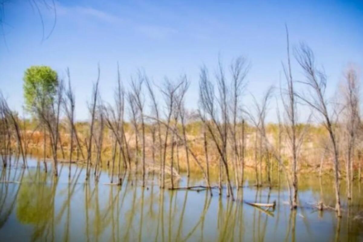 Delta del Río Colorado: Destinan 43 Mm³ de agua para restaurar el hábitat