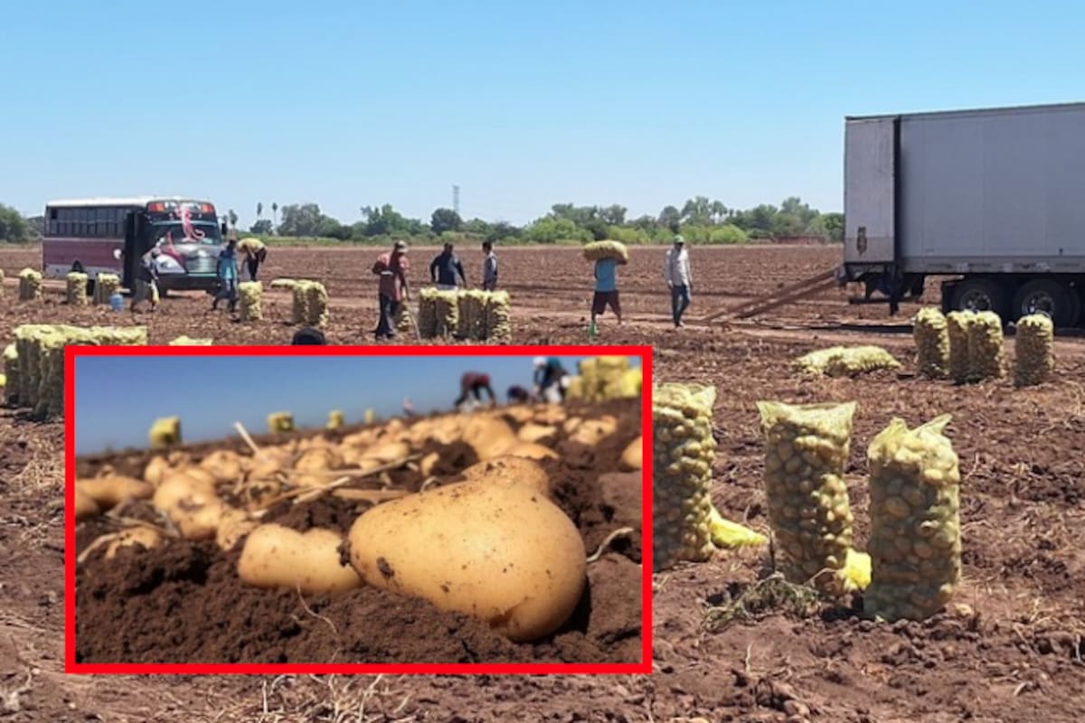 Se mantiene la papa entre los cultivos preferidos en el Valle del Yaqui