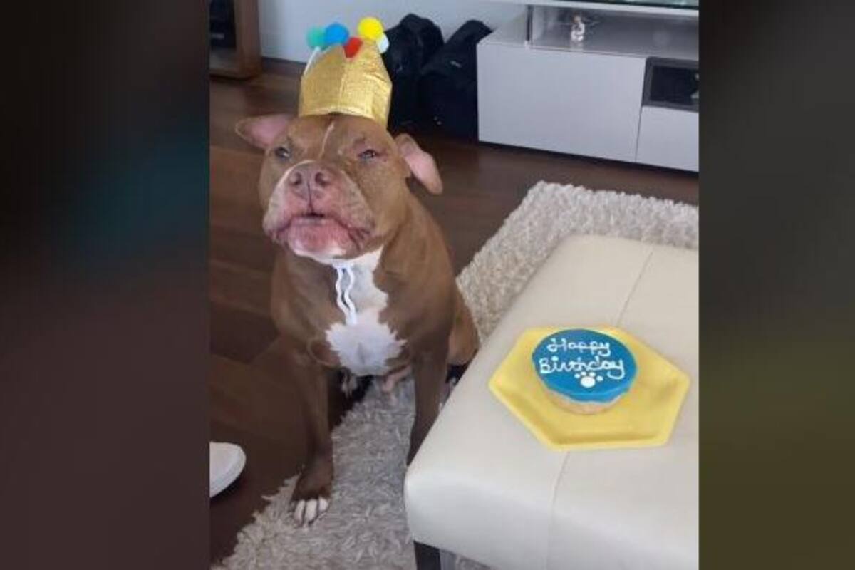 TIKTOK: A perrito le cantan 'Feliz cumpleaños'