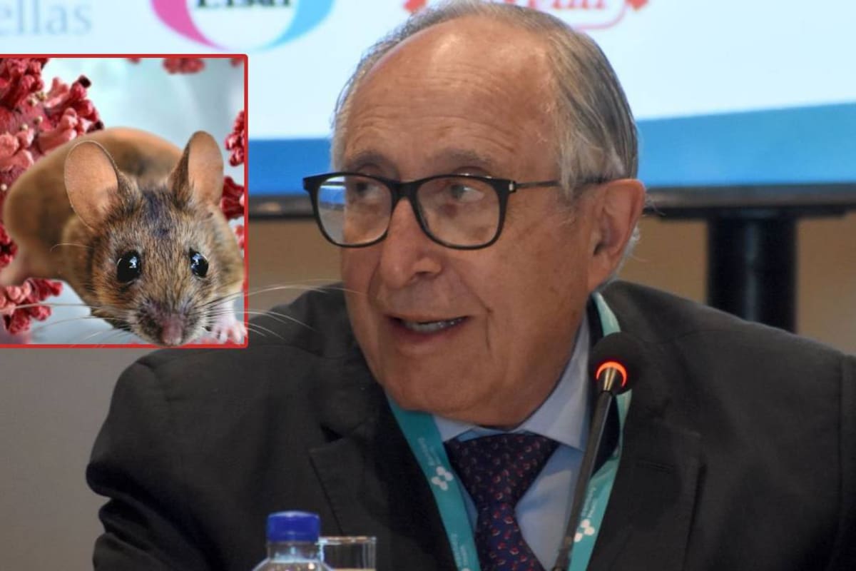 México ya está preparado para detectar casos de Hantavirus de los Andes en el País, pese a que no hay confirmados, tras casos en crucero MV Hondius