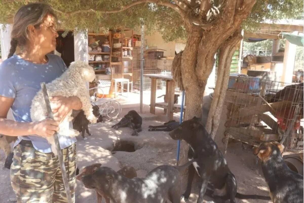 Rescatista necesita alimento para 148 perros; pide apoyo a la comunidad