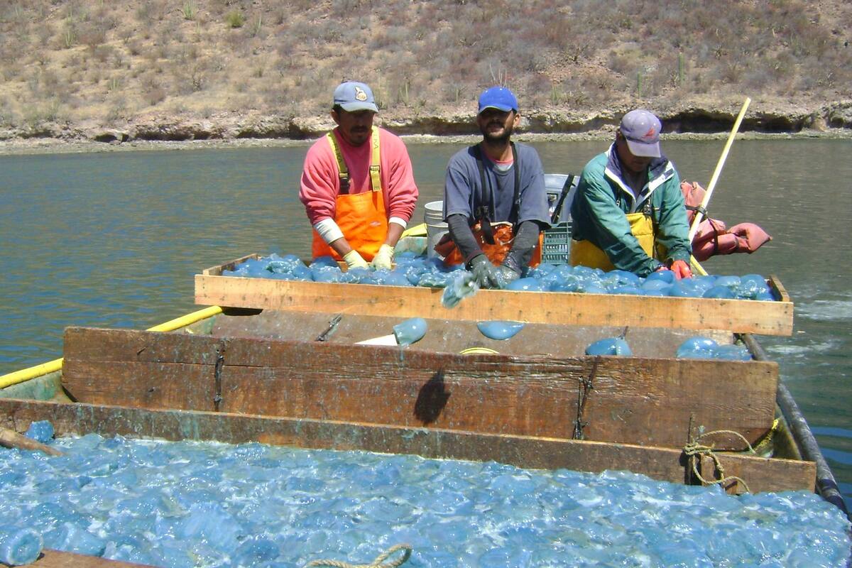 Playas de Sonora: Detectan aguamala en abundancia en costas de Guaymas