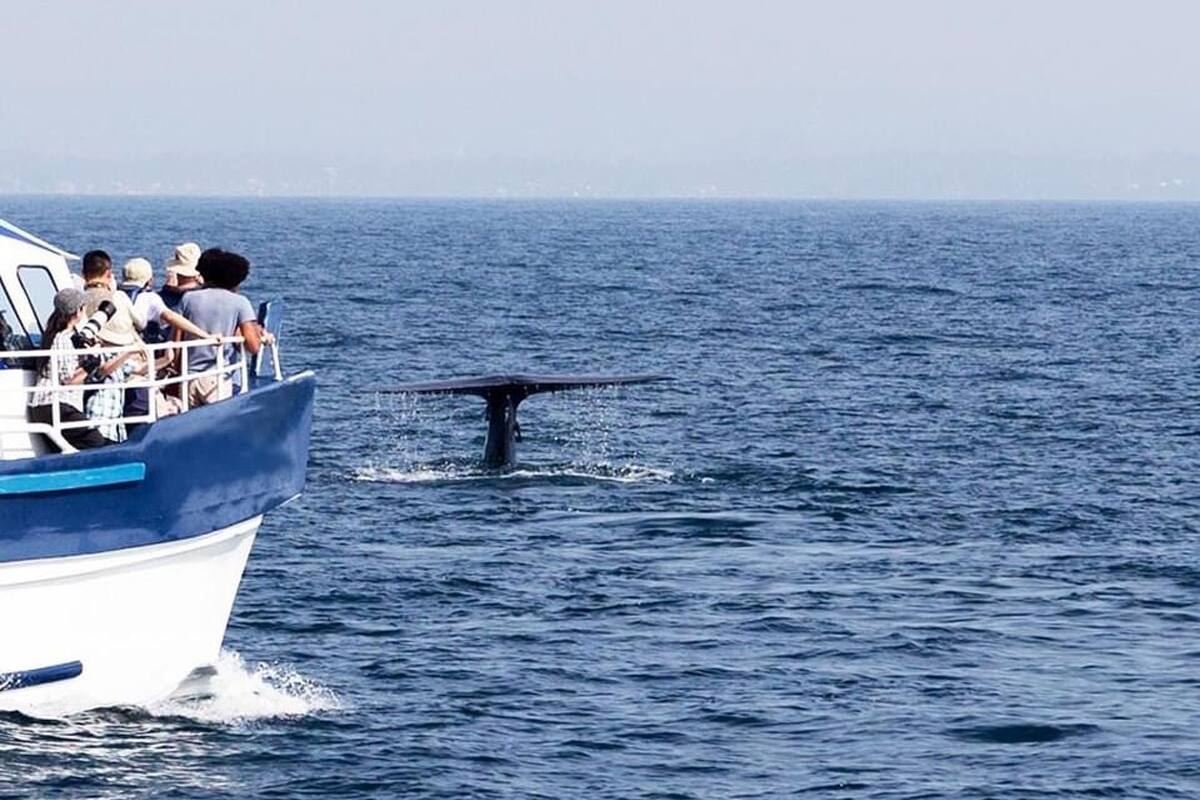 Disminuyen paseos para ver ballenas