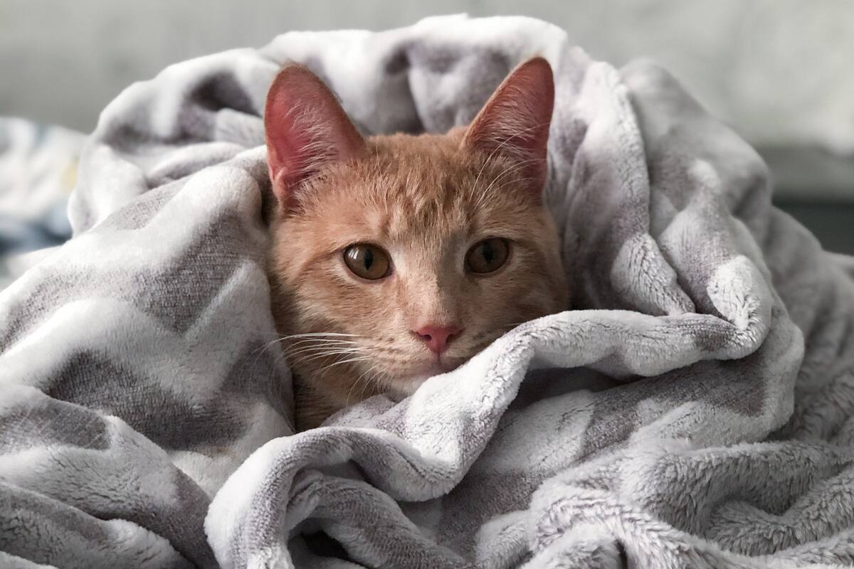 El efecto de las mantas con peso: ¿Ayudan a mejorar el sueño?