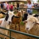Detectan rabia en zoológico itinerante de Carolina del Norte