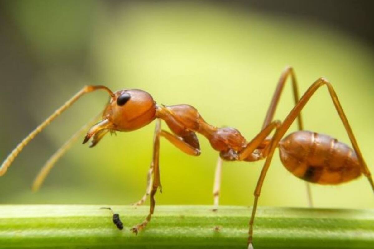 VIRAL: Aterradora foto revela cómo se ve una hormiga de cerca