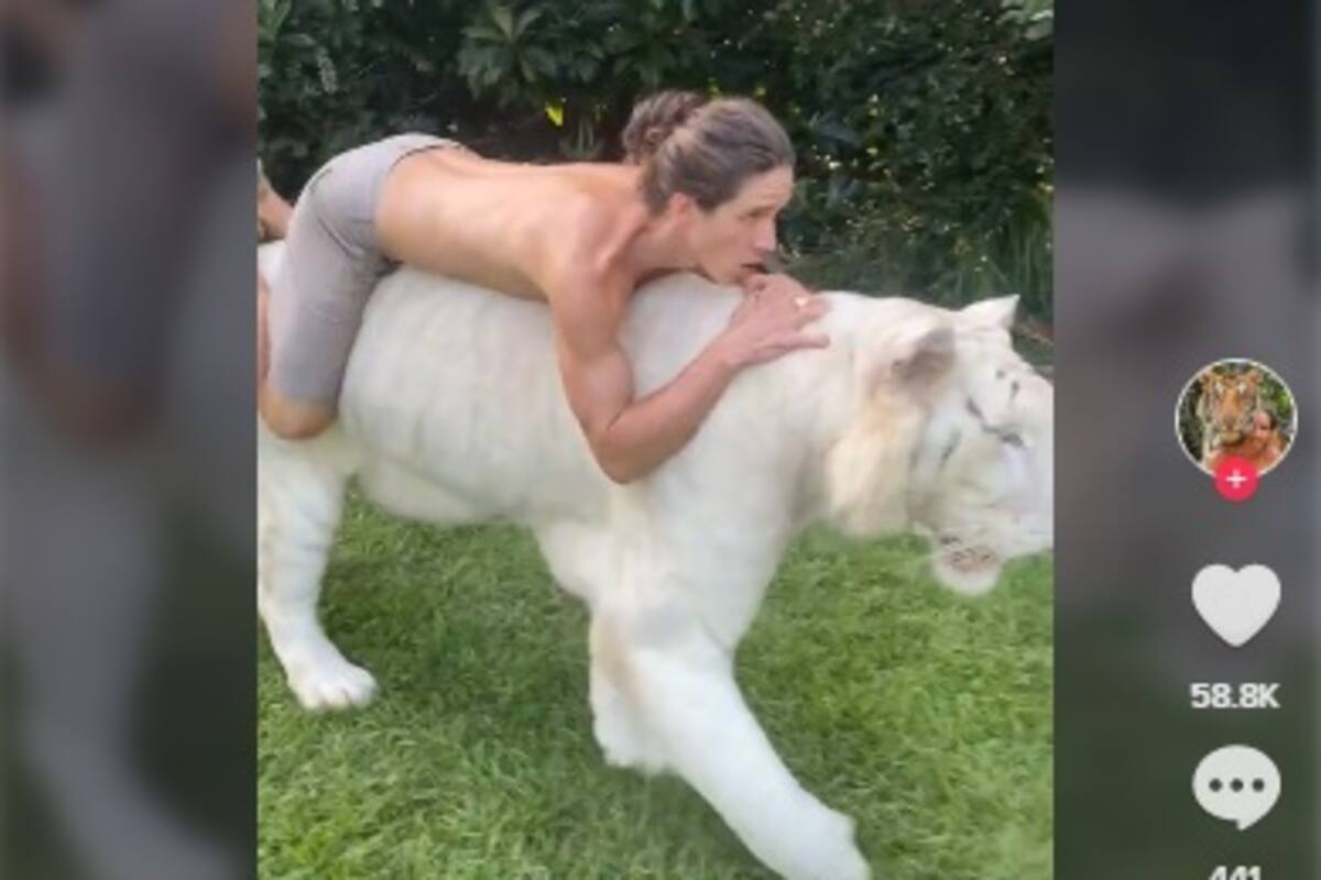 Hombre monta a un tigre blanco para grabar TikTok