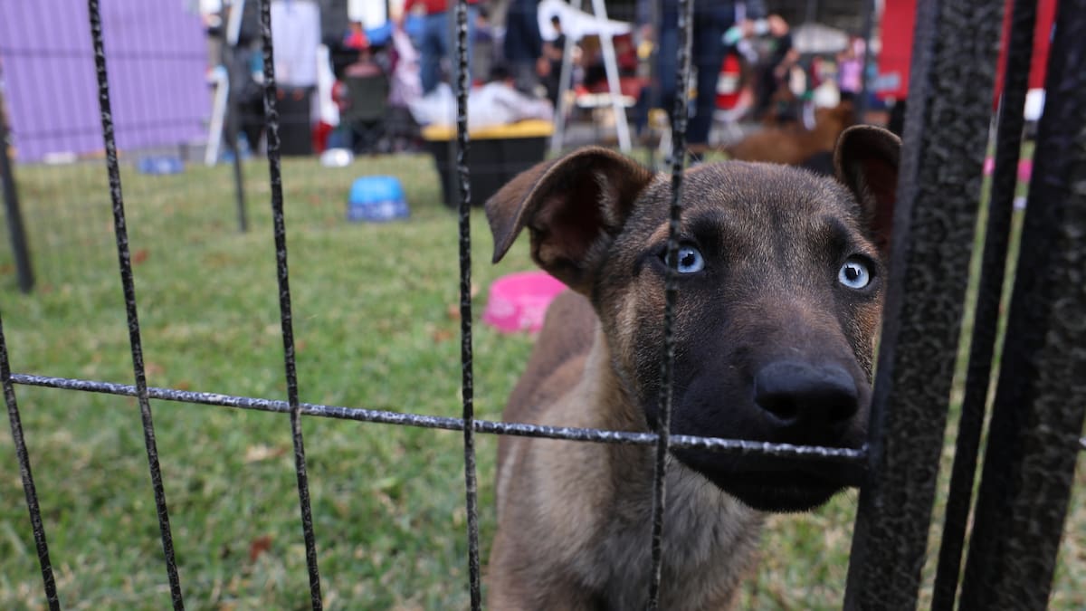 Avanza reforma para prohibir exhibición de perros y gatos en tiendas de mascotas: venta y adopción serán con cita y supervisión veterinaria para evitar maltrato