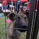 Avanza reforma para prohibir exhibición de perros y gatos en tiendas de mascotas: venta y adopción serán con cita y supervisión veterinaria para evitar maltrato