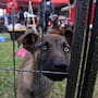 Avanza reforma para prohibir exhibición de perros y gatos en tiendas de mascotas: venta y adopción serán con cita y supervisión veterinaria para evitar maltrato