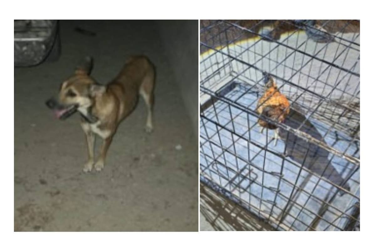 Rescatan a perrito y a una gallina durante cateo por probable maltrato en San Felipe