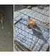 Rescatan a dos animales durante cateo