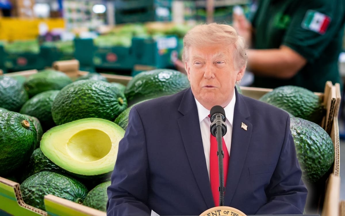 EEUU detiene exportaciones de aguacate michoacano por motivos de seguridad y limita el procesamiento de la fruta recibida en las empacadoras. | Crédito: REUTERS/Imagen de aguacates hecha por IA de ChatGPT.