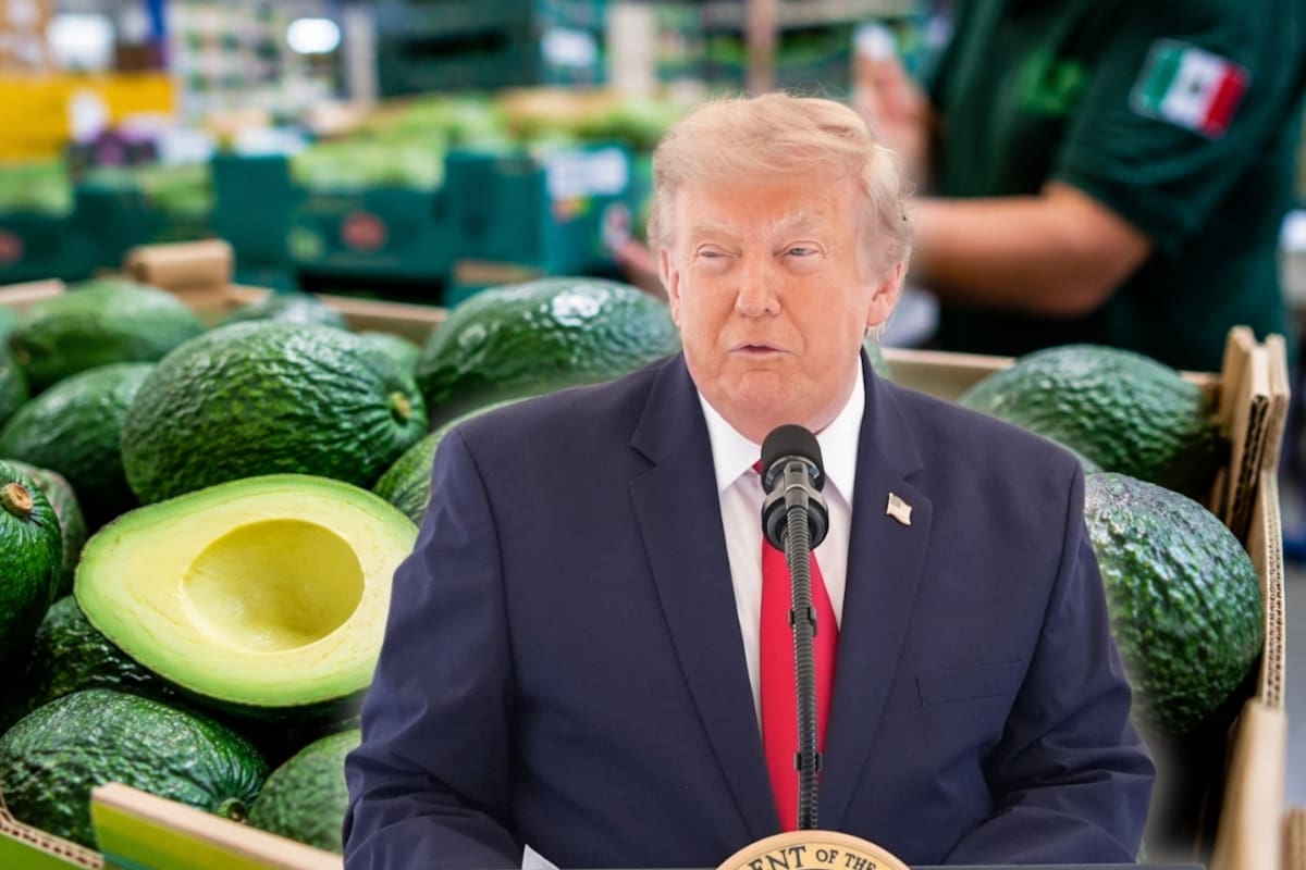 EEUU ordena frenar envíos de aguacate de Michoacán tras alerta del gobierno de Trump por “amenaza contra intereses estadounidenses”
