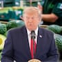 EEUU ordena frenar envíos de aguacate de Michoacán tras alerta del gobierno de Trump por “amenaza contra intereses estadounidenses”