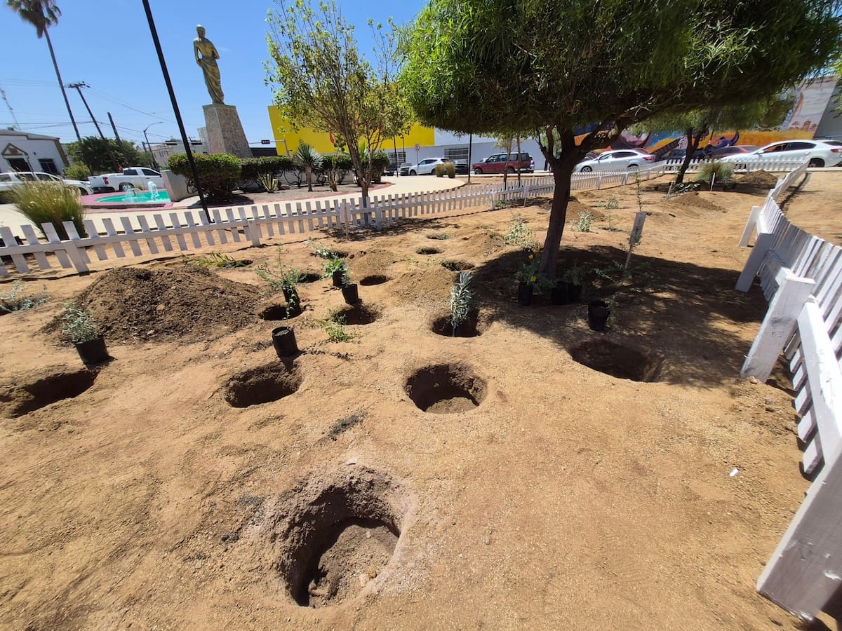 El proyecto utilizará plantas nativas y un sistema de captación pluvial para reducir el consumo de agua y crear un espacio con aromas característicos de la región mediterránea.
Foto: Jayme García.