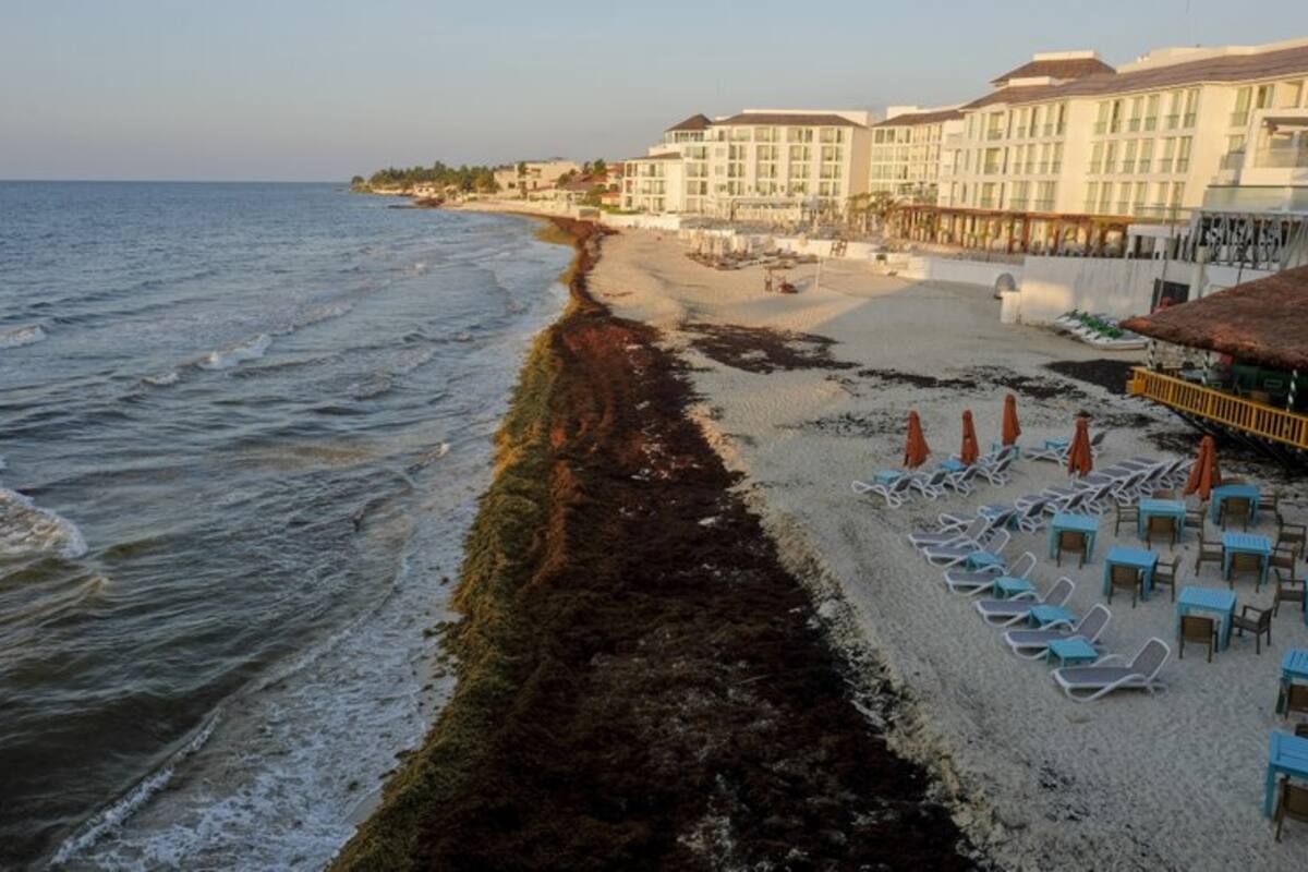 Inician trabajos para retirar sargazo en playas de Quintana Roo