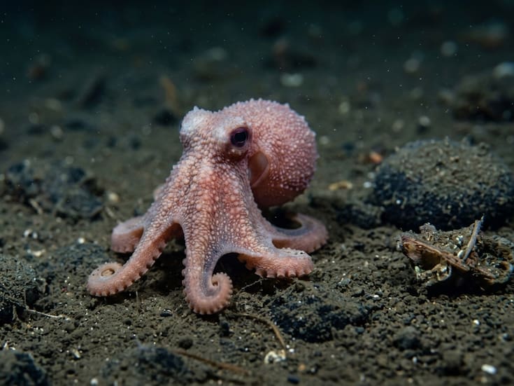Científicos descubren especie de pulpo que permaneció oculta por más de 40 años en un museo; el hallazgo en aguas profundas del Pacífico revela una forma de vida desconocida y redefine el conocimiento sobre la biodiversidad marina