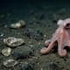 Científicos descubren especie de pulpo que permaneció oculta por más de 40 años en un museo; el hallazgo en aguas profundas del Pacífico revela una forma de vida desconocida y redefine el conocimiento sobre la biodiversidad marina