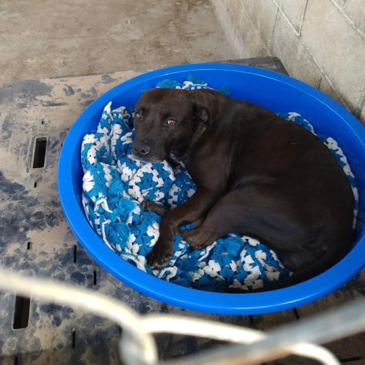 La agrupación busca abrigar a los animales ante bajas temperaturas y solicita donaciones para mejorar las instalaciones. Foto: Cortesía