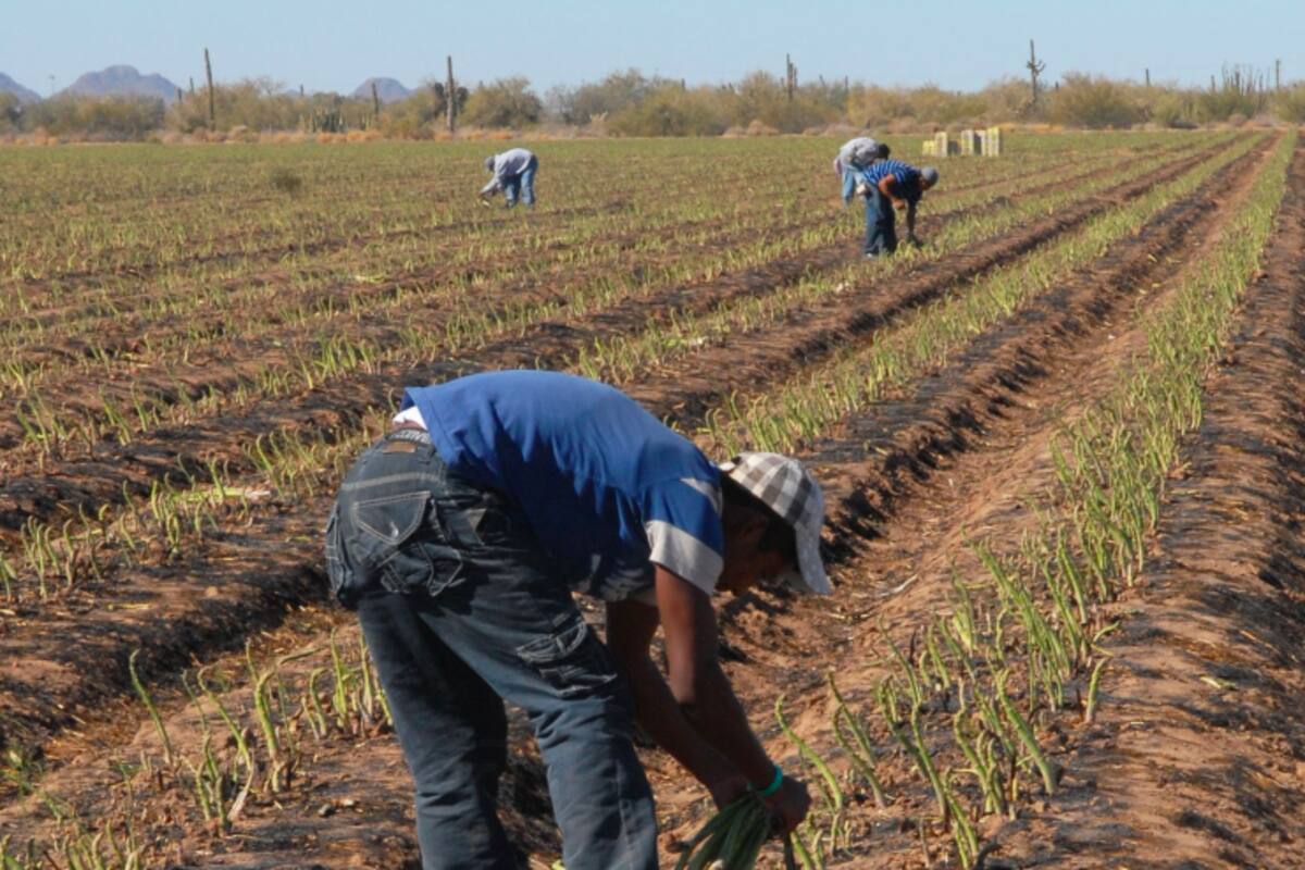 Conagua evalúa declaratoria de emergencia para Sonora por sequía, no contemplan compensación para agricultores