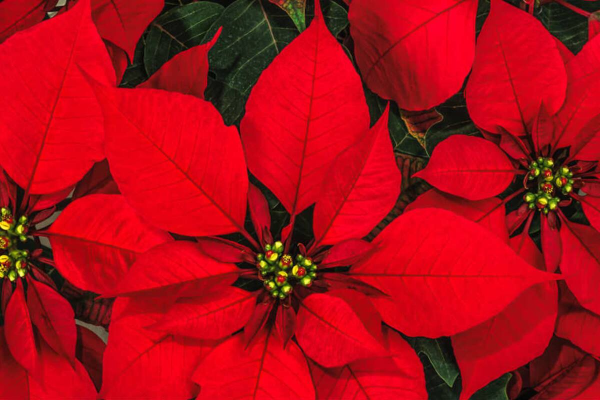 Nochebuenas ¿sabes cómo cuidarlas?